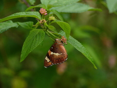 Euthalia nais