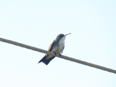 Chrysuronia leucogaster