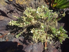 Spergularia rupestris