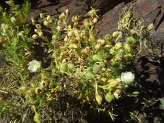 Spergularia rupestris