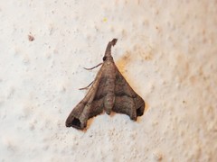 Palthis asopialis