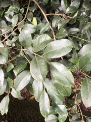 Ilex ficoidea