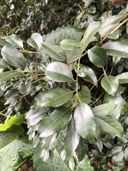 Ilex ficoidea