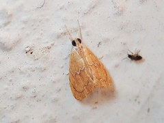 Glaphyria sesquistrialis