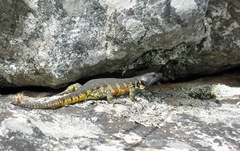 Pseudocordylus microlepidotus