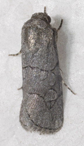 Sympistis sectiloides Barnes & McDunnough, 1913