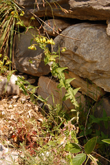 Hypericum aucheri