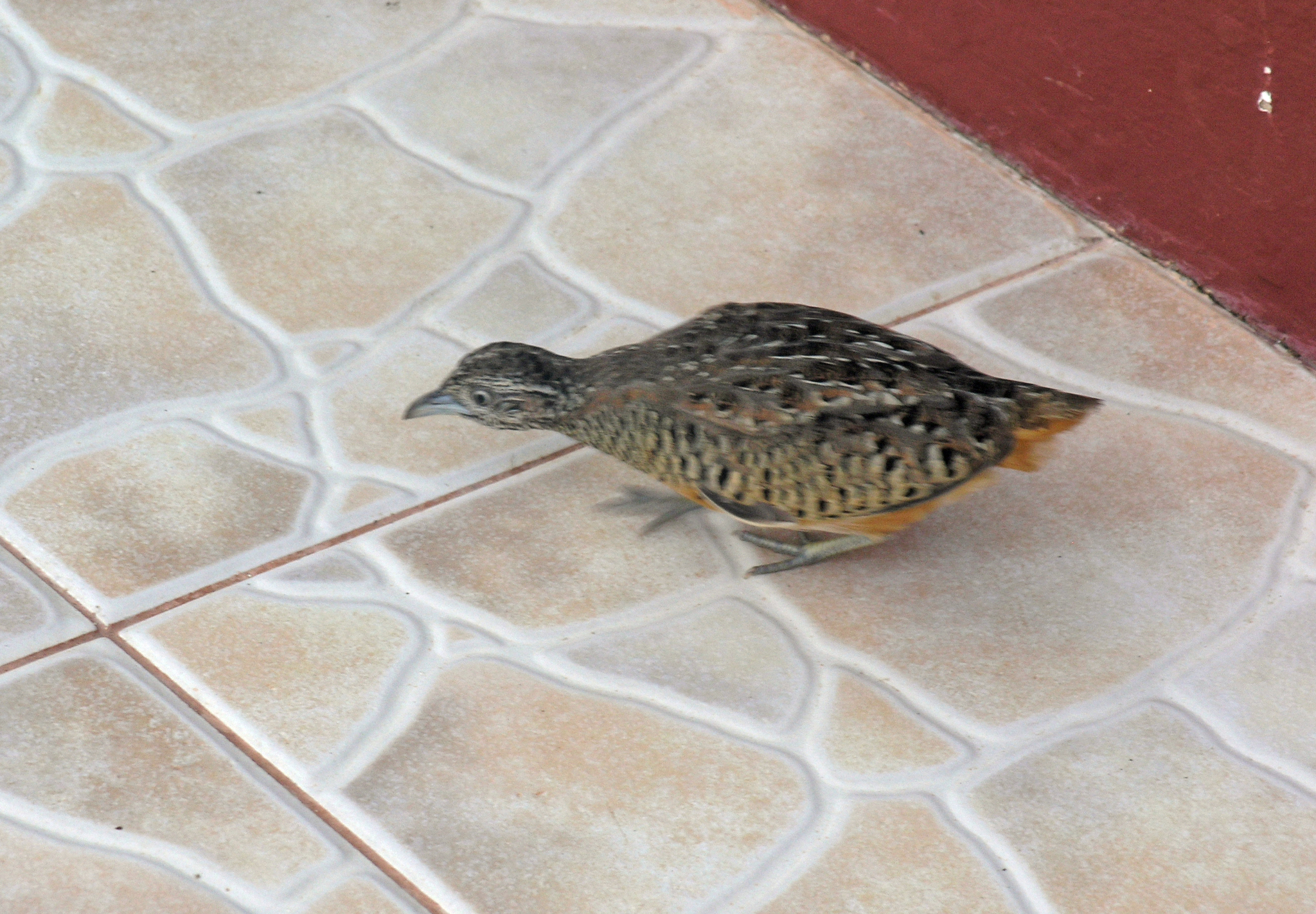 Barred Buttonquail