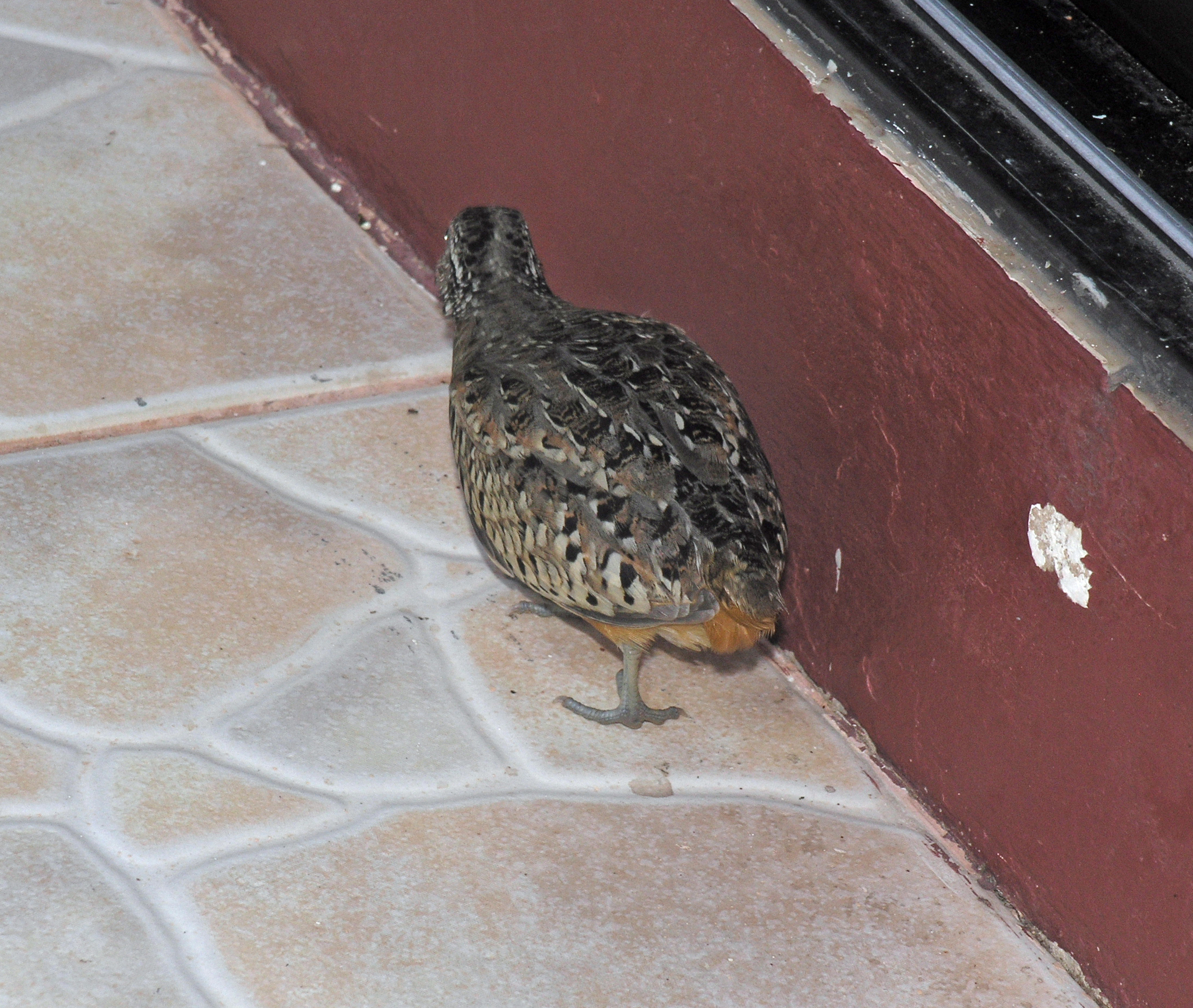 Barred Buttonquail