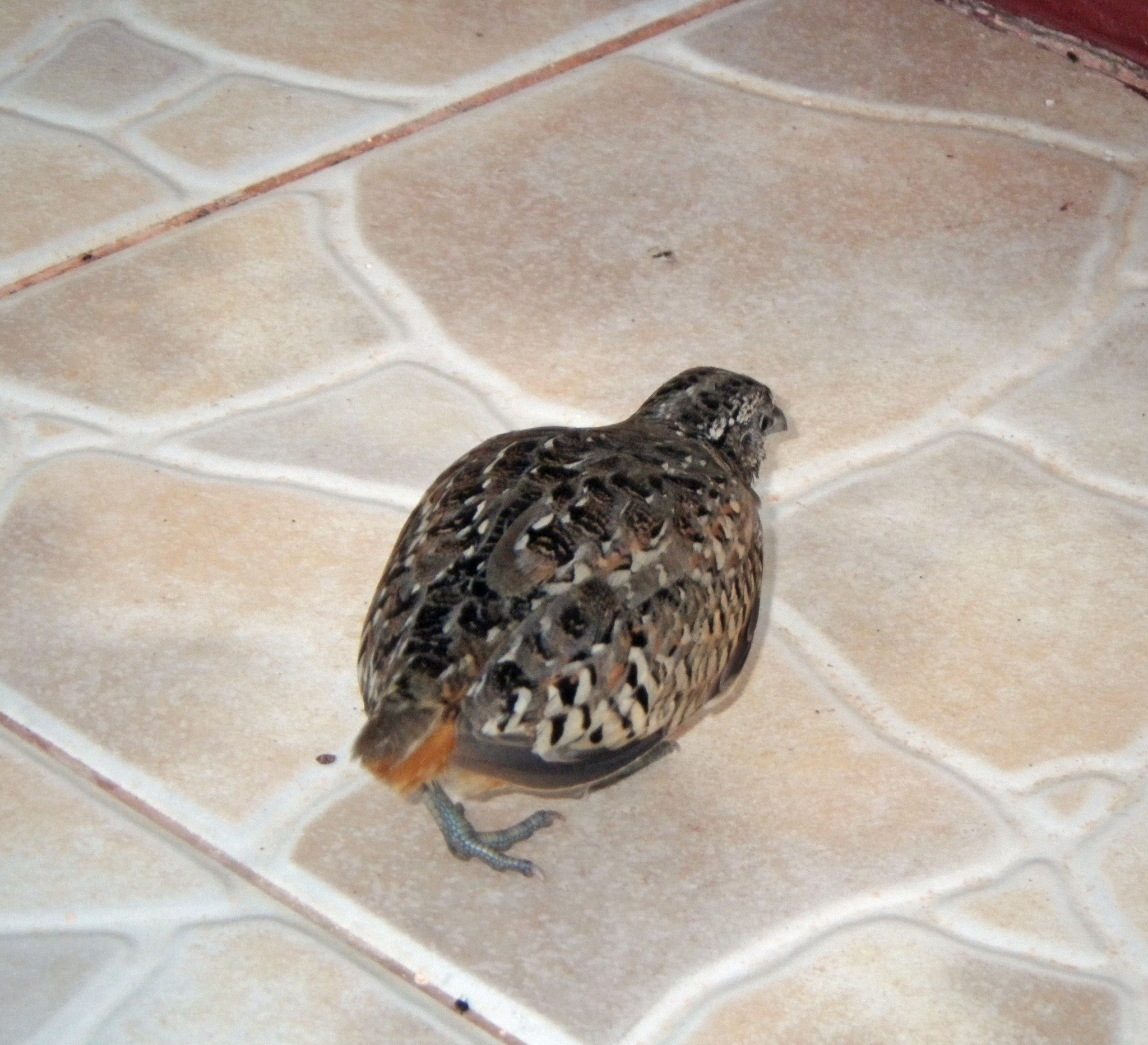 Barred Buttonquail