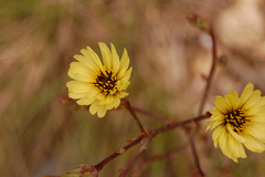 Lactuca tuberosa