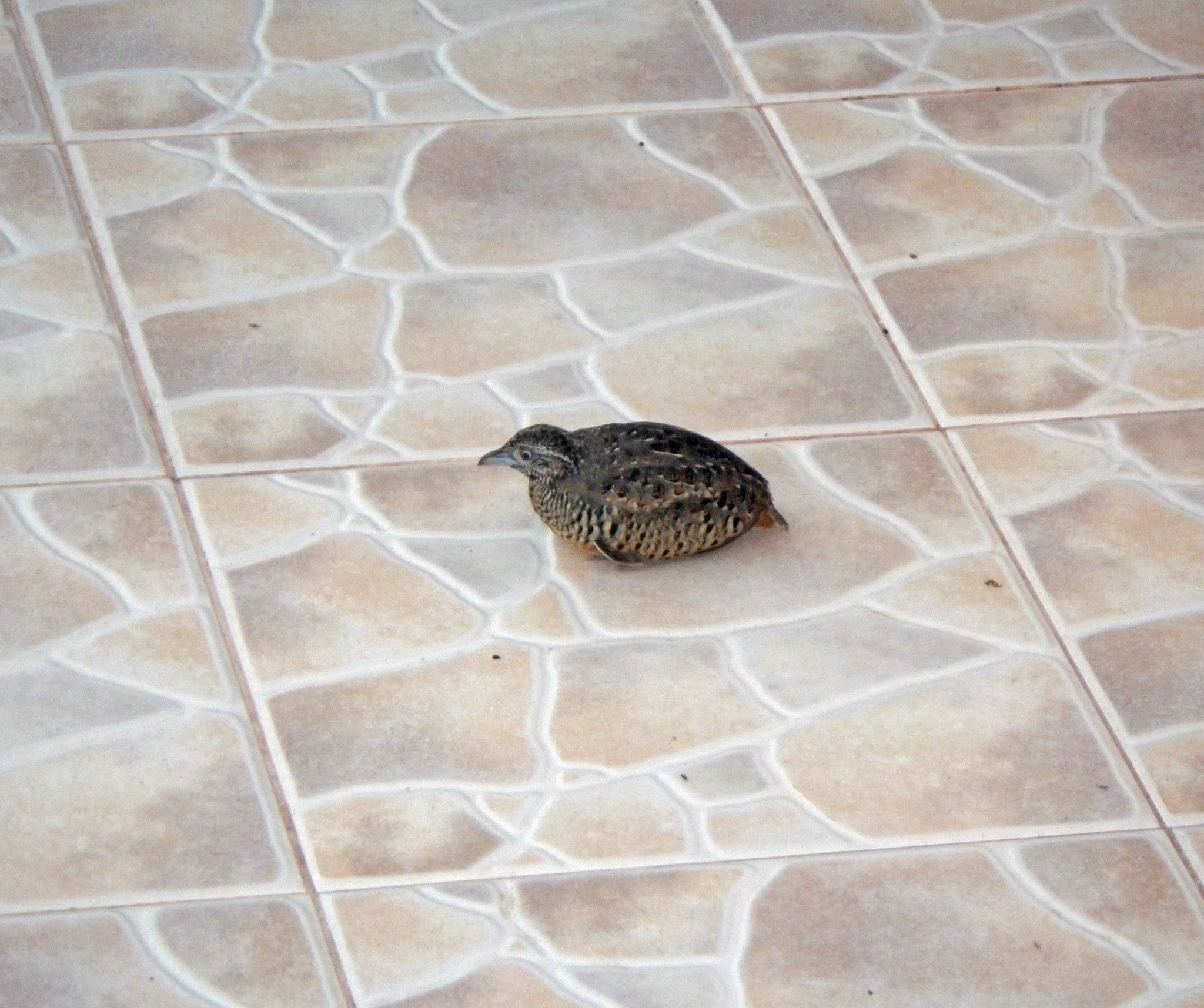 Barred Buttonquail