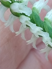 Image of Spiranthes ovalis