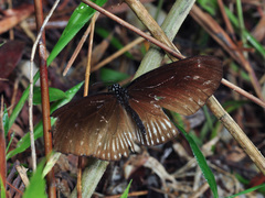 Euploea eyndhovii
