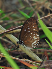 Euploea eyndhovii