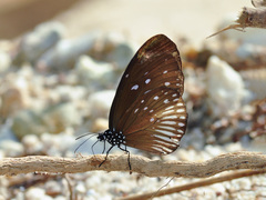 Euploea eyndhovii