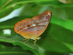 Cirrochroa emalea