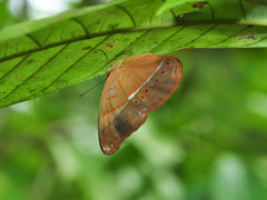 Cirrochroa malaya
