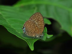 Arhopala democritus