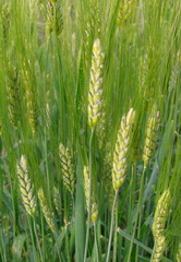 Triticum spelta dicoccon