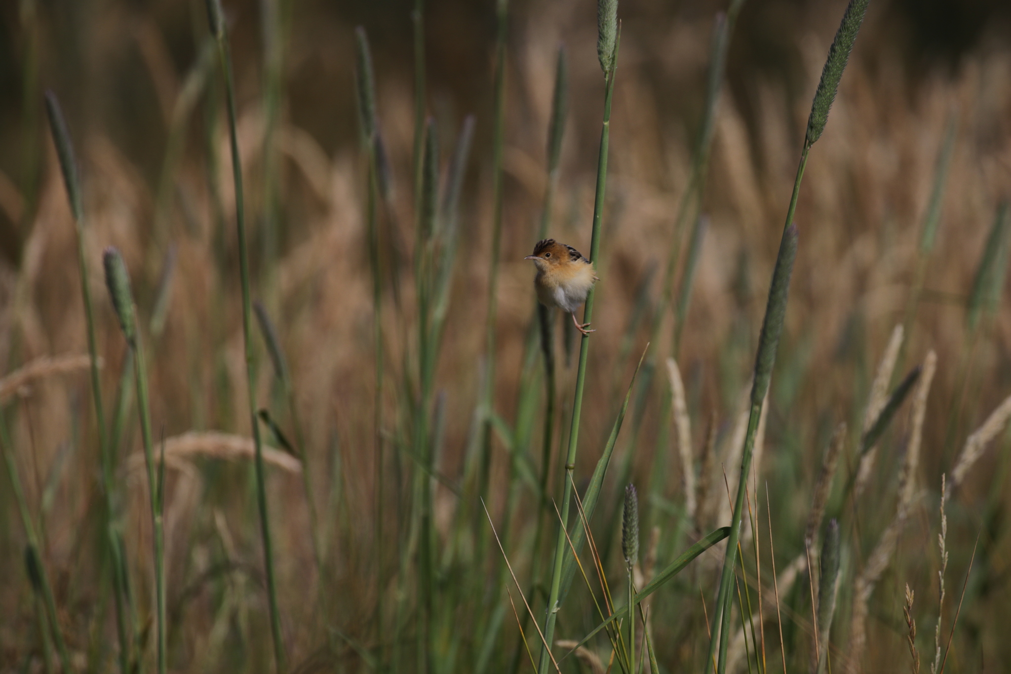 Golden-headed Cisticola
