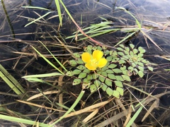 Ludwigia sedoides