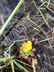 Ludwigia sedoides