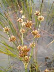 Juncus oxycarpus