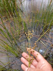 Juncus oxycarpus