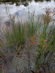 Juncus oxycarpus