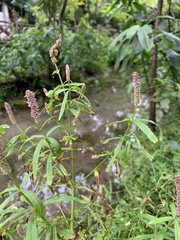 Pogostemon stellatus
