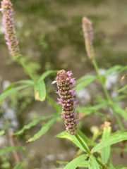 Pogostemon stellatus