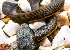 Helicops carinicaudus