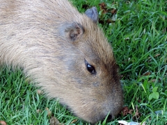 Hydrochoerus hydrochaeris