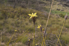 Bobartia rufa