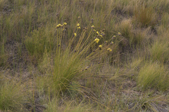 Bobartia rufa