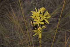 Bobartia rufa