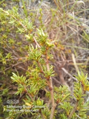 Cliffortia ramosissima