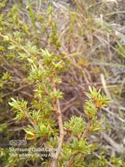 Cliffortia ramosissima