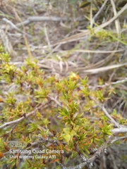 Cliffortia ramosissima