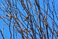 Pardalotus punctatus