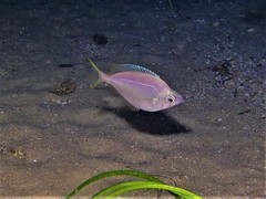 Parequula melbournensis