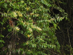 Lonicera hypoglauca