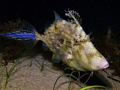 Chaetodermis penicilligerus