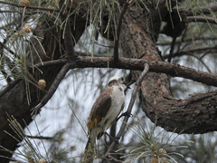 Pycnonotus taivanus × sinensis