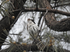 Pycnonotus taivanus × sinensis