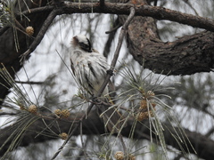 Pycnonotus taivanus × sinensis
