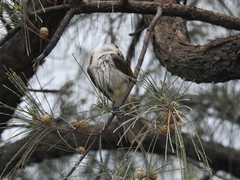 Pycnonotus taivanus × sinensis