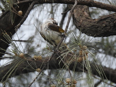 Pycnonotus taivanus × sinensis