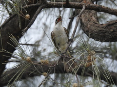 Pycnonotus taivanus × sinensis